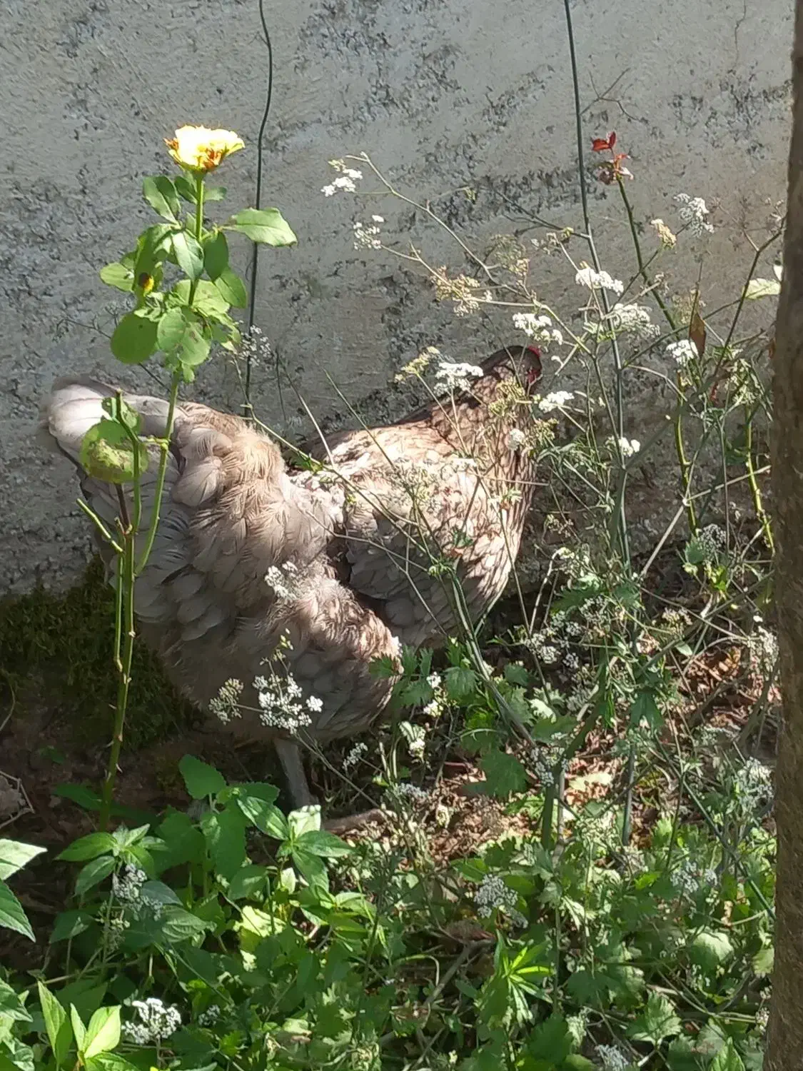 مرغ خروس برهما و کوشین|حیوانات مزرعه|رشت, خرسندی|دیوار