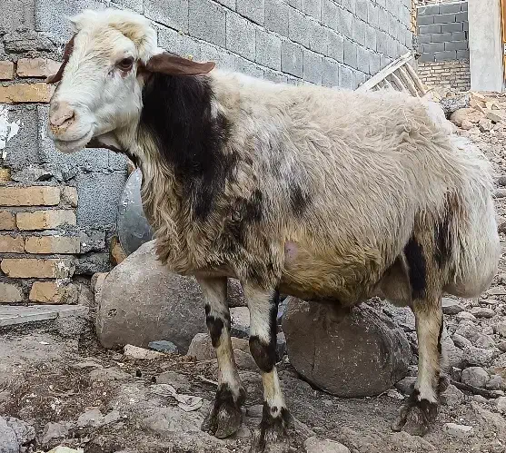قوچ|حیوانات مزرعه|کاکاوند, |دیوار