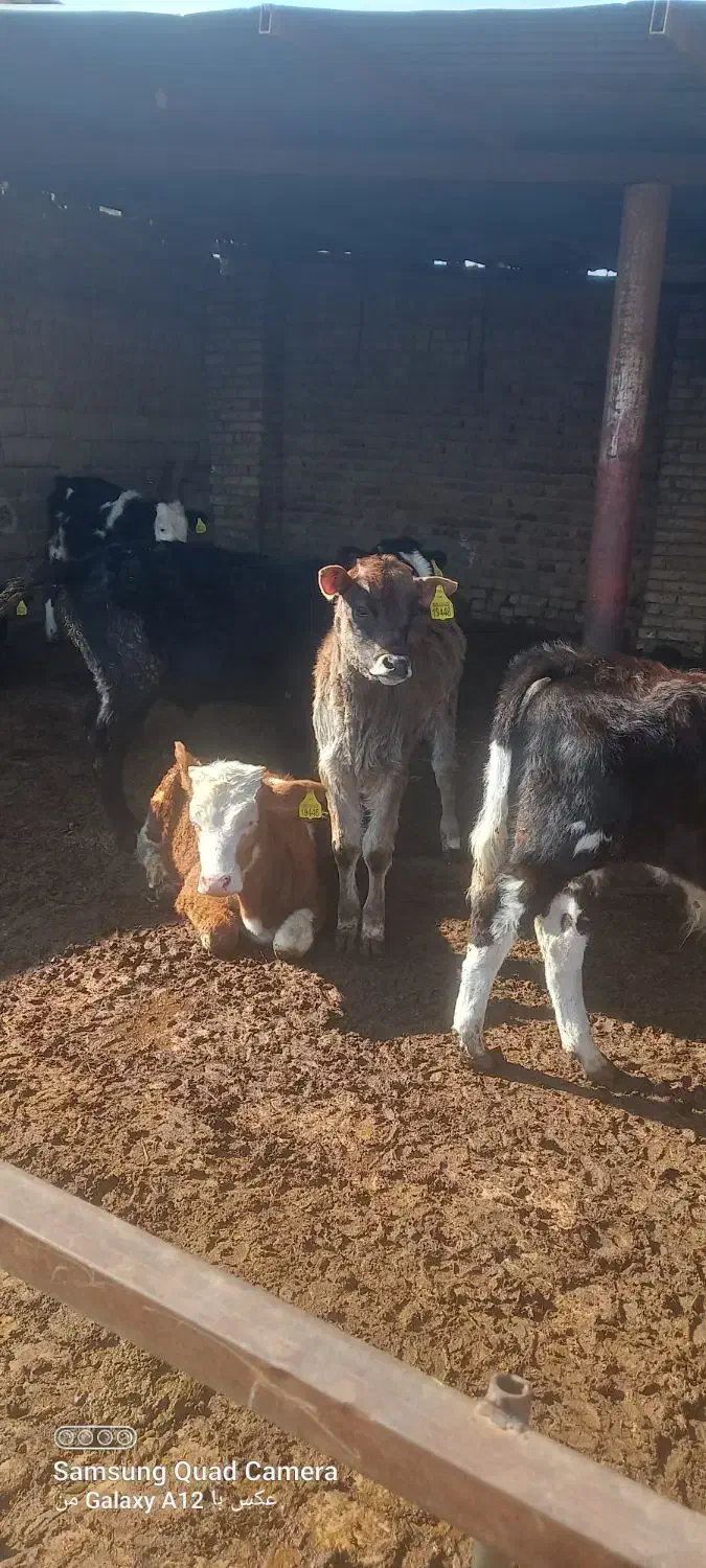 گوساله سیمینتال نر|حیوانات مزرعه|بوئین زهرا, |دیوار