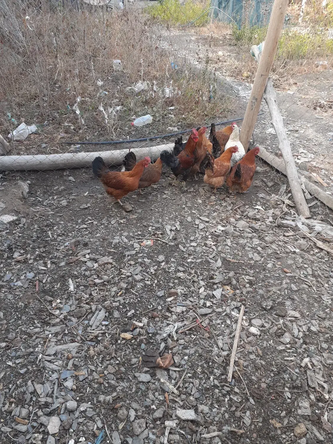 مرغ وخروس|حیوانات مزرعه|طرقبه, |دیوار