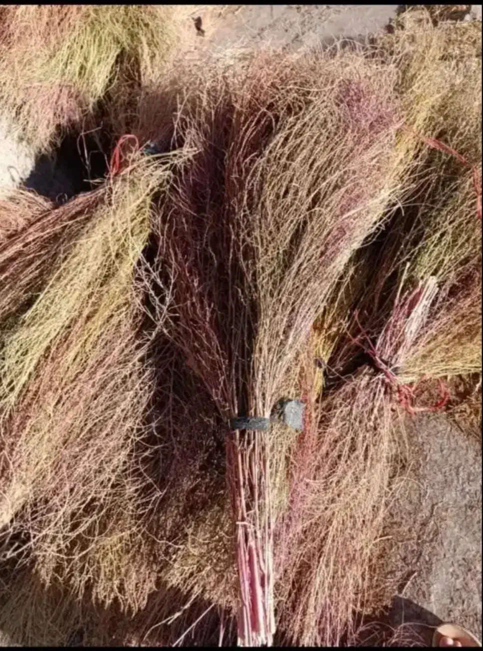 جارو هردسته 40هزار تومن قیمت هم مقطوع|لوازم نظافت|خرم‌آباد, |دیوار