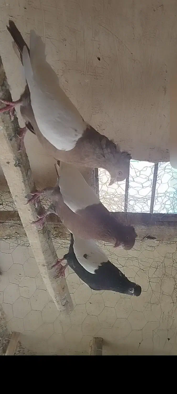 چهارتا کفتر سینی فروشی|پرنده|میلاجرد, |دیوار