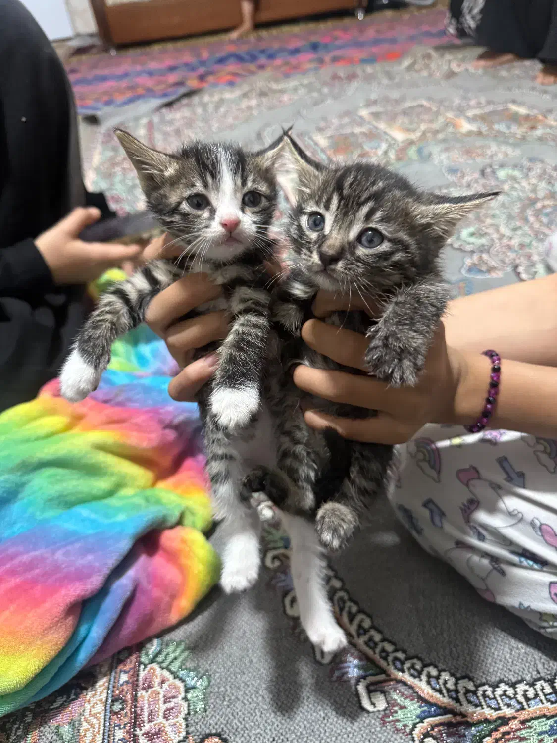 گربه حمایتی|گربه|فریمان, |دیوار