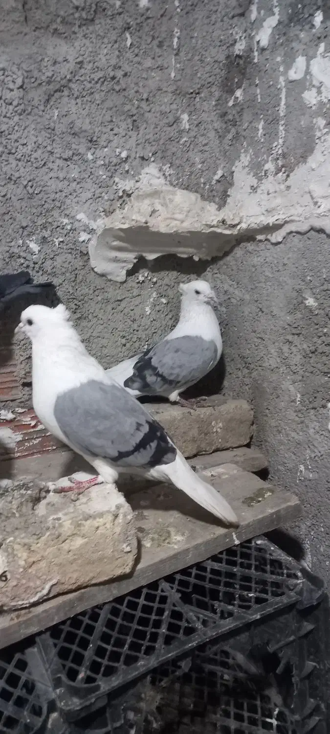 یکجفت پشت چاهی|پرنده|بجنورد, |دیوار