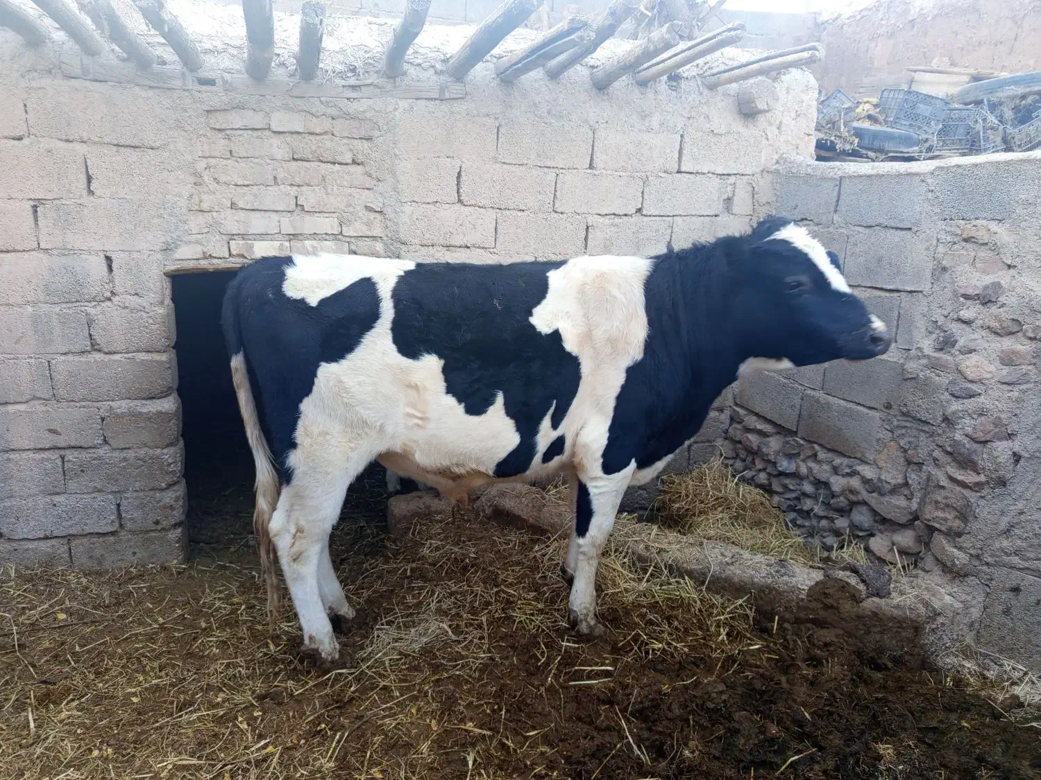 گاو ابستن 8 ماه|حیوانات مزرعه|کرمان, |دیوار