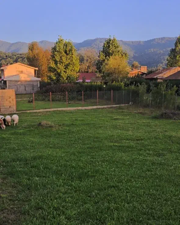 زمین مسکونی سی دشت رشی ۴۰۰ متر|فروش زمین و ملک کلنگی|بره‌سر, |دیوار