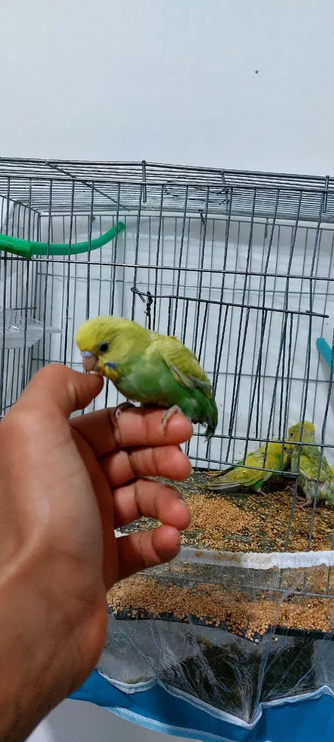 جوجه مرغ عشق|پرنده|مشهد, امیرآباد|دیوار