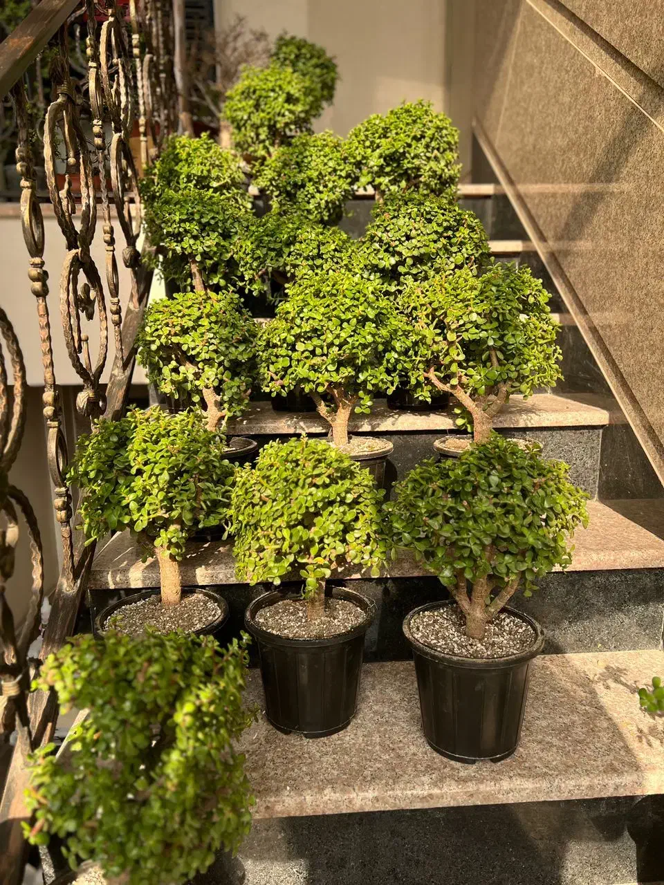 بنسای،خرفه ،کراسولا،جید|گل و گیاه طبیعی|تهران, بهارستان|دیوار