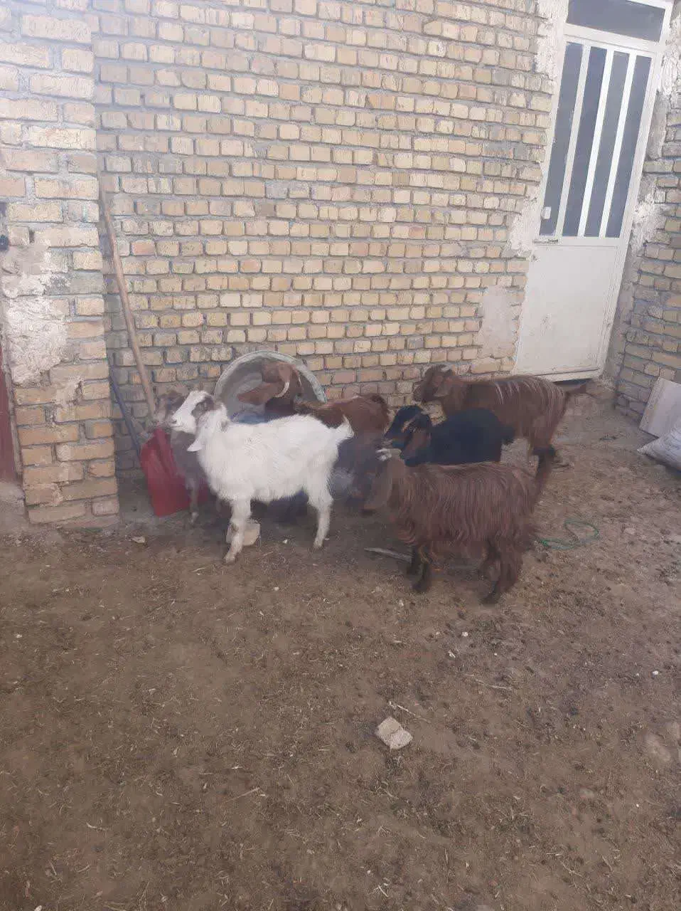 شیش‌راس بزغاله‌‌دونی‌۴‌تومان‌مخصوص‌قربانی‌‌وداشت|حیوانات مزرعه|اراک, |دیوار