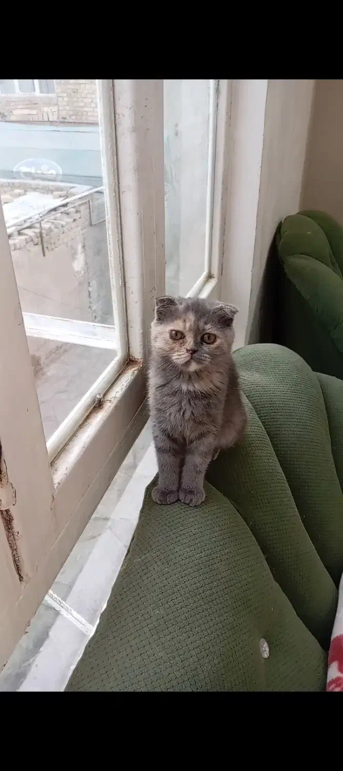 اسکاتیش پرشین|گربه|قوچان, |دیوار