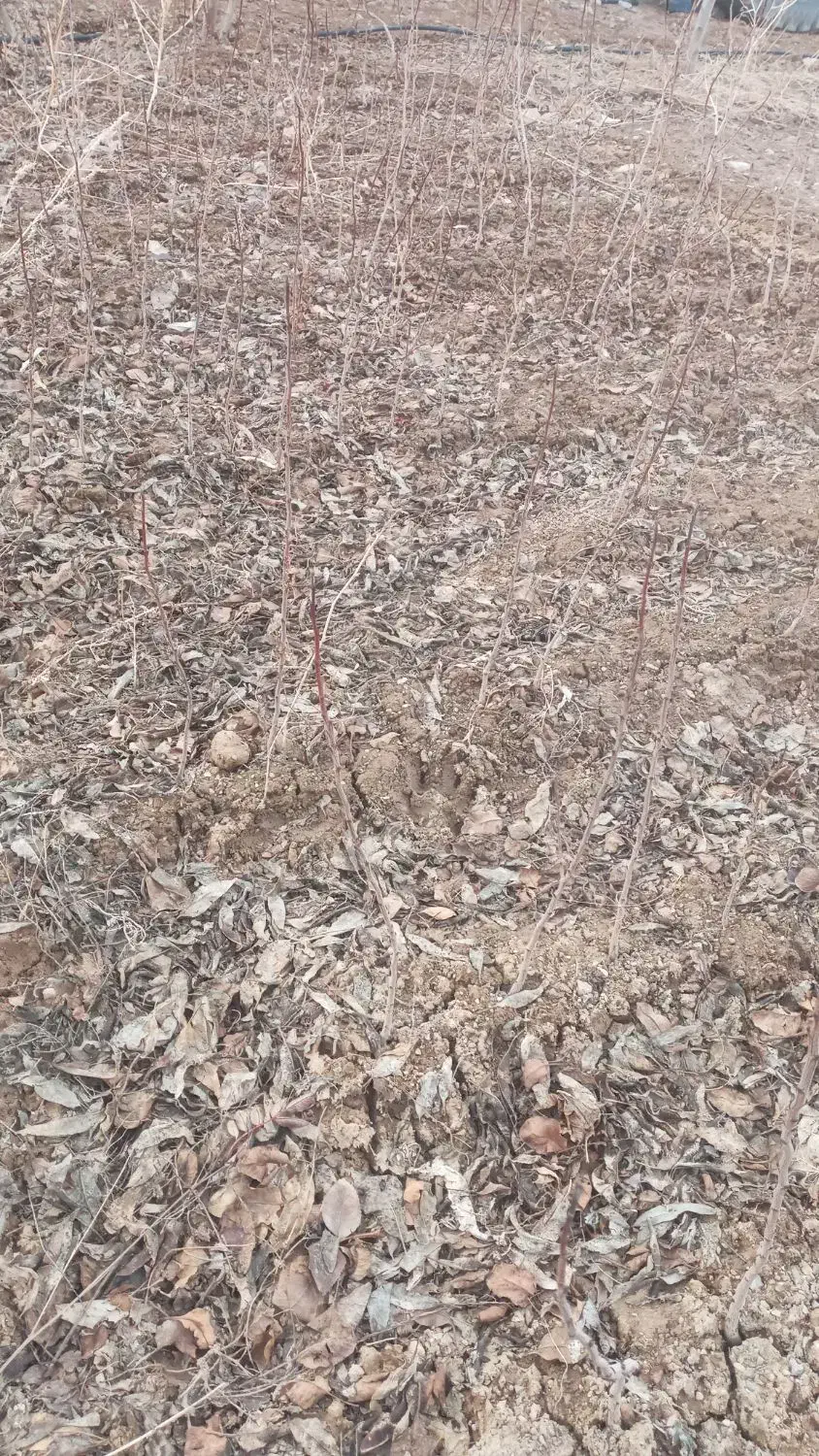 نهال پسته|خدمات باغبانی و درختکاری|شیروان (خراسان), |دیوار