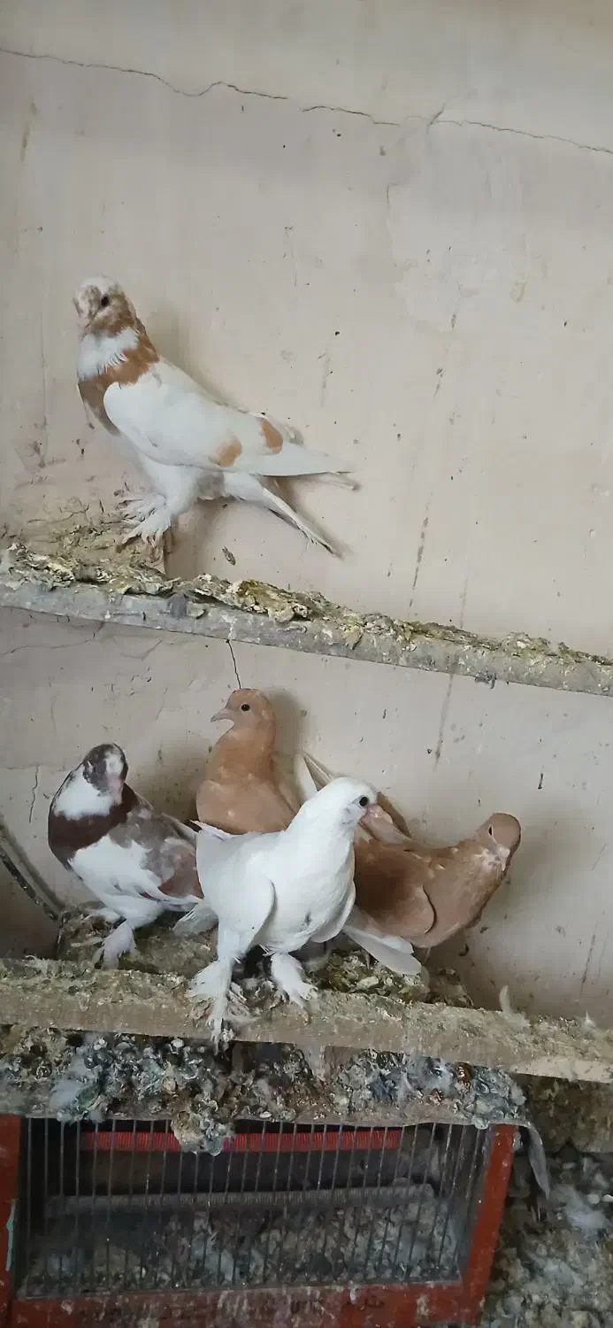 کبوتر سسلی|پرنده|ارومیه, |دیوار