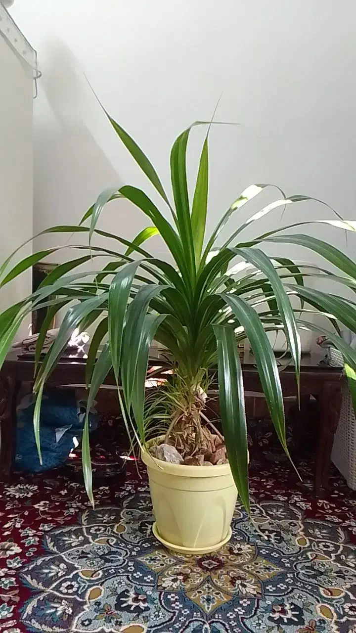 گل پاندانوس|گل و گیاه طبیعی|گلبهار, شهر جدید گلبهار|دیوار