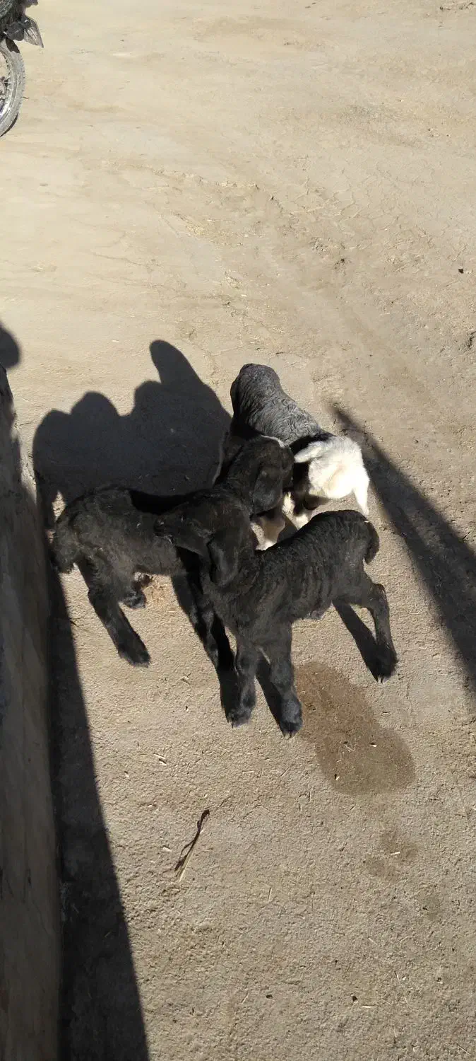 بره شیری|حیوانات مزرعه|شیدا, |دیوار