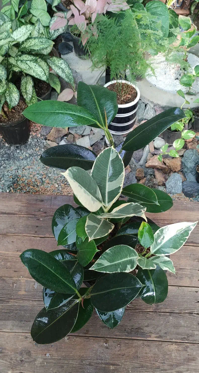 گیاهان آپارتمانی (فیکوس)|گل و گیاه طبیعی|خمینی‌شهر, |دیوار