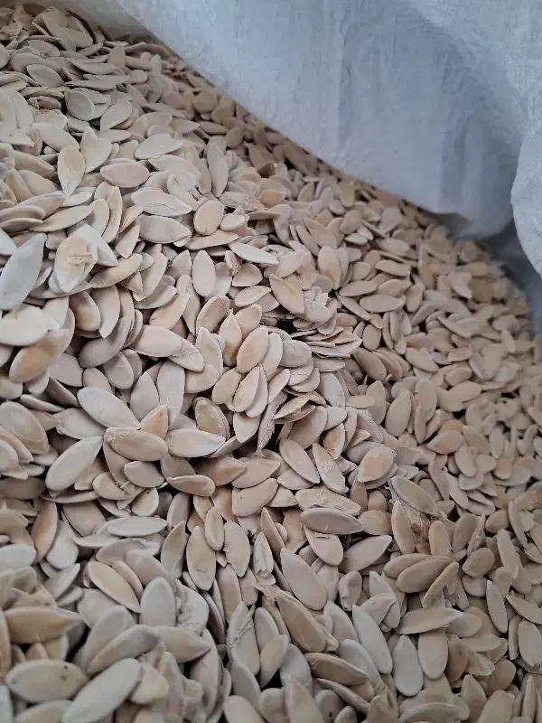 تخمک طالبی|خوردنی و آشامیدنی|شیراز, دشت چنار|دیوار