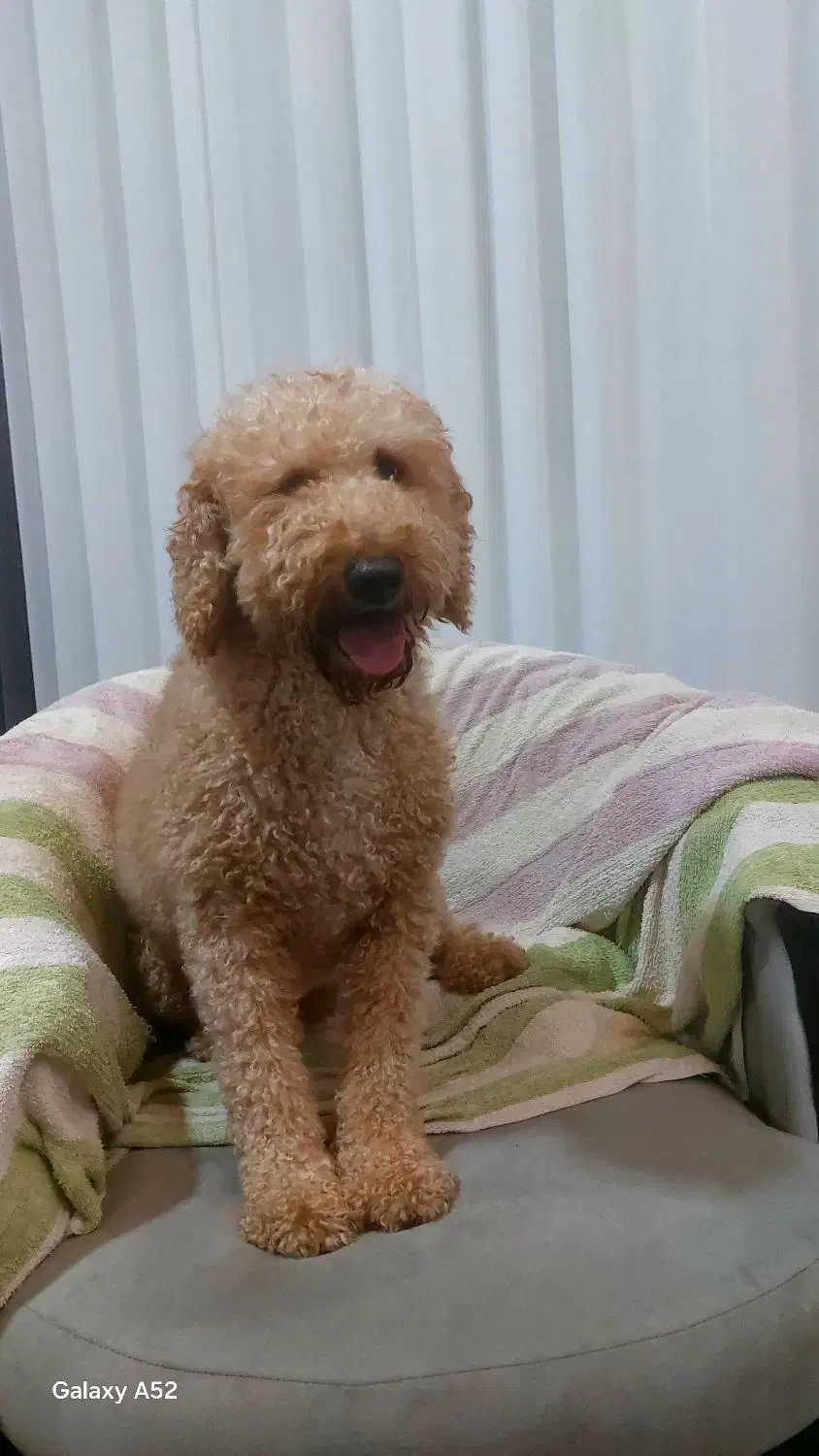 فروش سگ مینیاتور پودل وارداتی ۲ ساله|سگ|رشت, کوی عرفان|دیوار