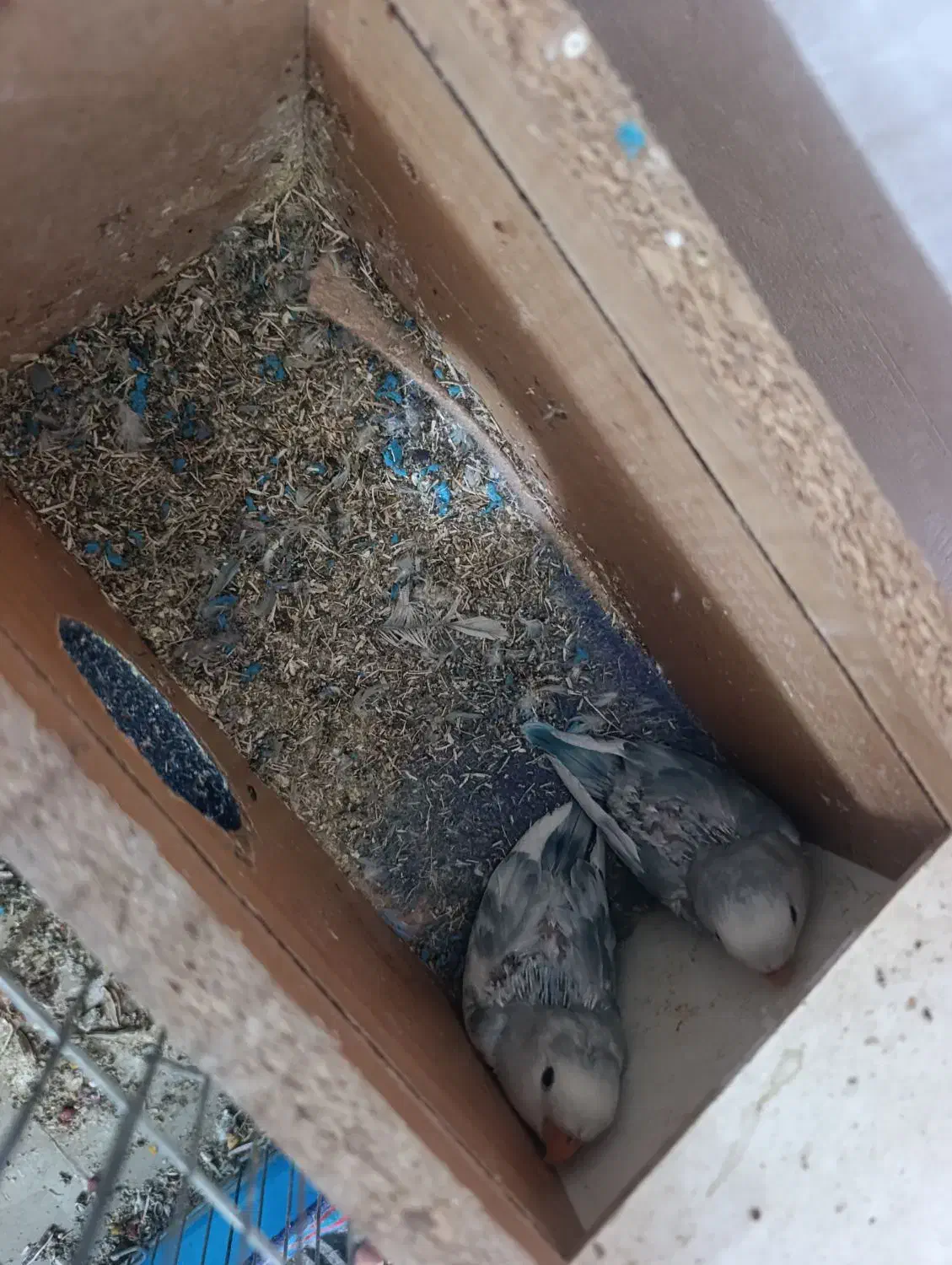 طوطی برزیلی مولد تضمینی بهترین نژاد|پرنده|اسلام‌‌آباد غرب, |دیوار