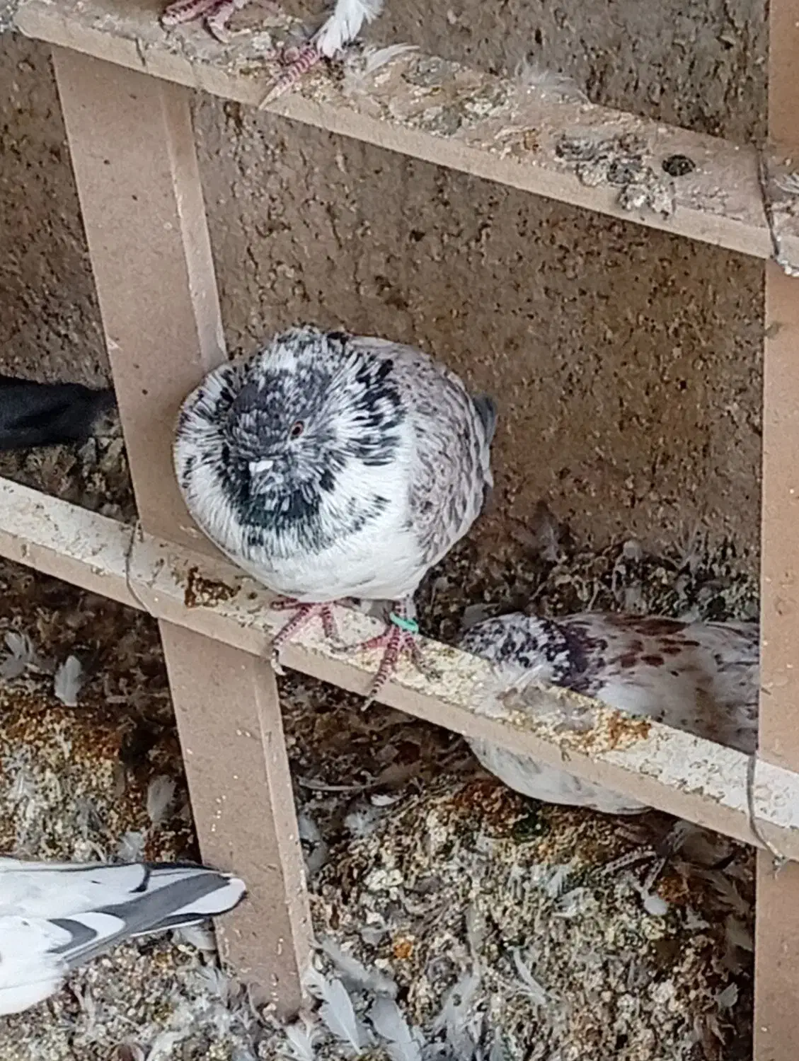 کبوتر|پرنده|گلستان (کرمان), |دیوار