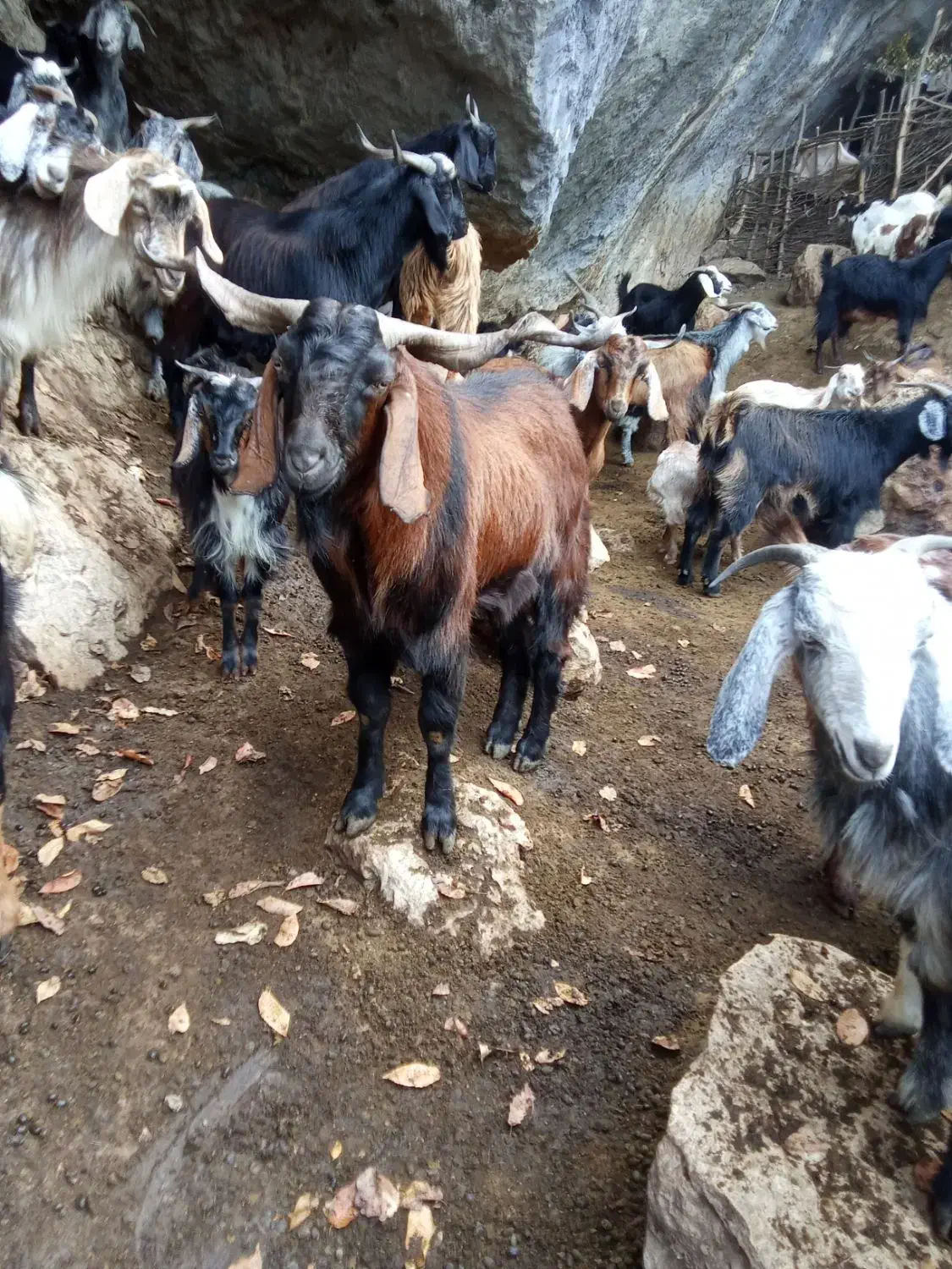 بز نر|حیوانات مزرعه|مینودشت, |دیوار