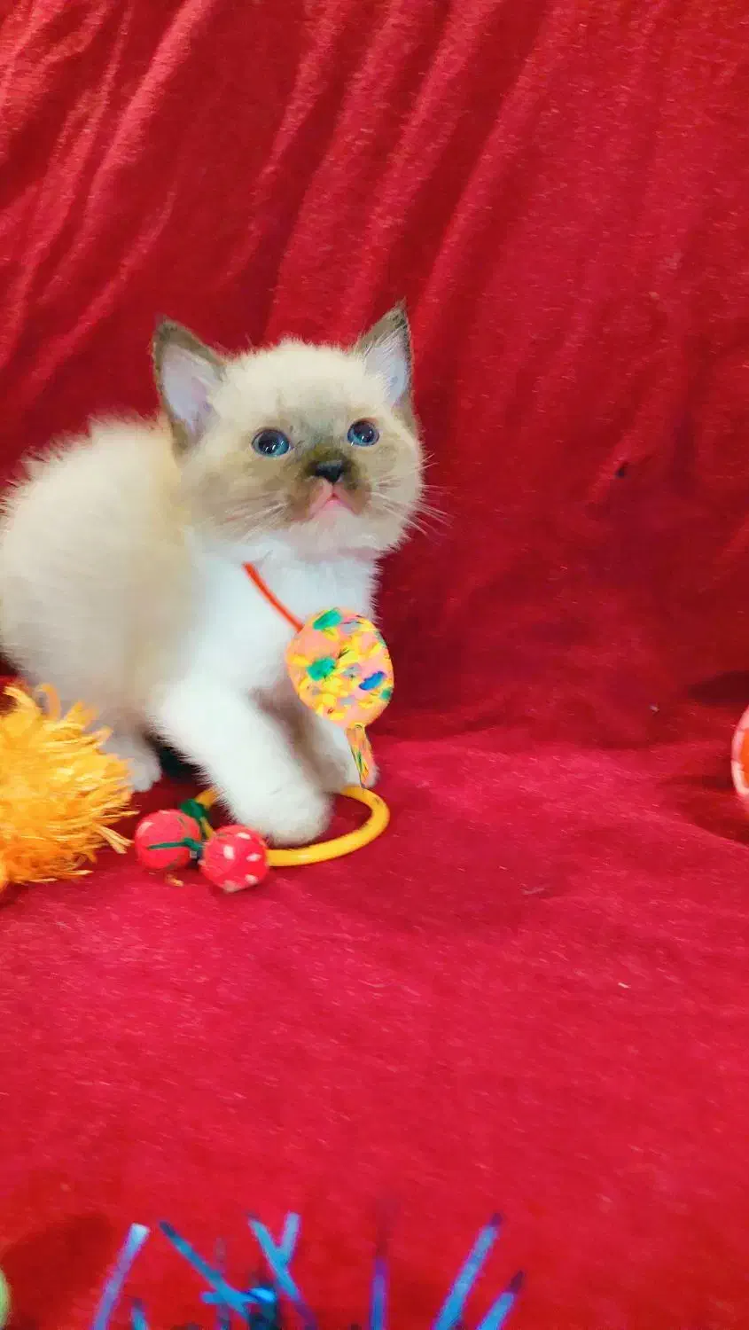 هیمالین|گربه|گرگان, |دیوار