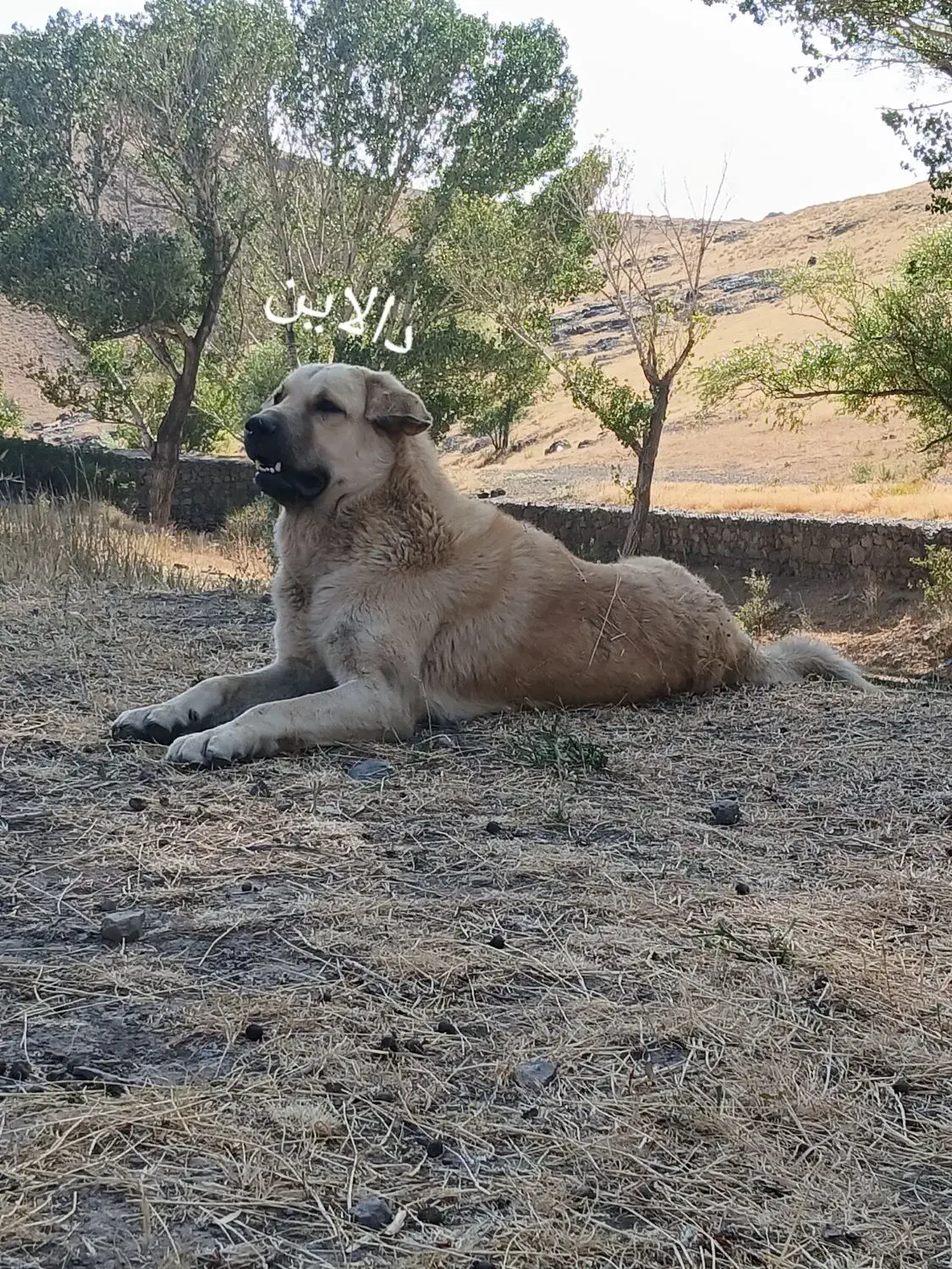 سگ گمشده|حیوانات|زنجان, |دیوار