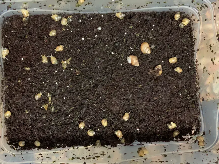 حلزون|خزنده|ارومیه, |دیوار