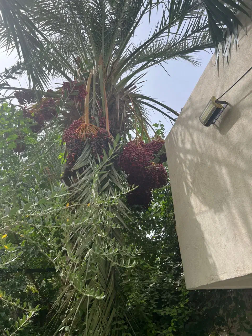 برش قطع وهرس وچیدن خوشه های خرما|خدمات باغبانی و درختکاری|زاهدان, |دیوار