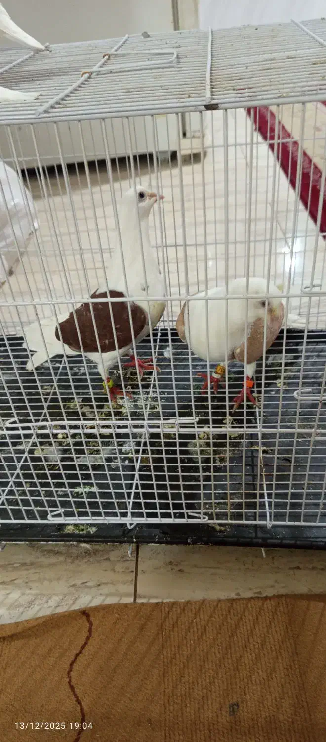 کبوتردوبال اهوازی|پرنده|مینودشت, |دیوار