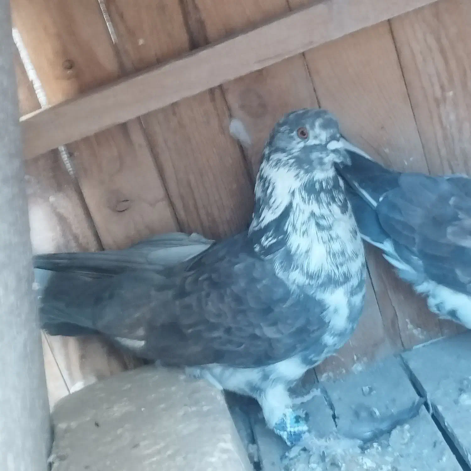 کبوتر سوسکی|پرنده|اصفهان, جلالیه|دیوار