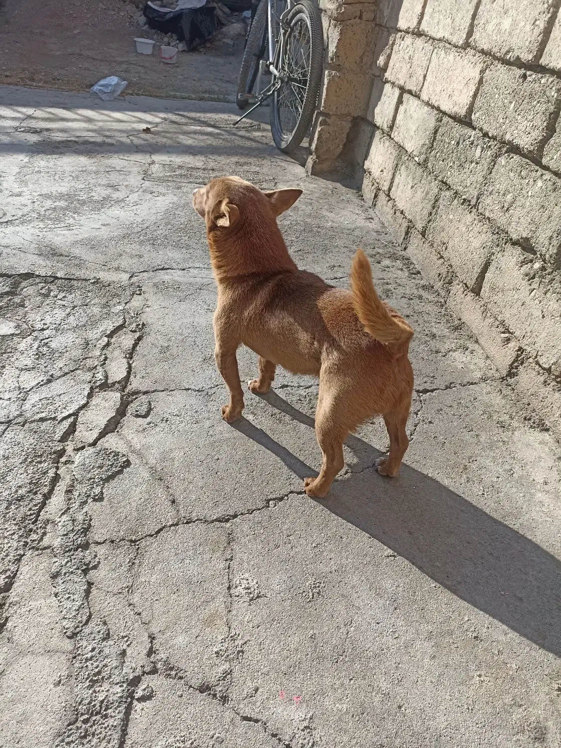 سگ خانگی ونگهبان کبوتر|سگ|ارومیه, |دیوار