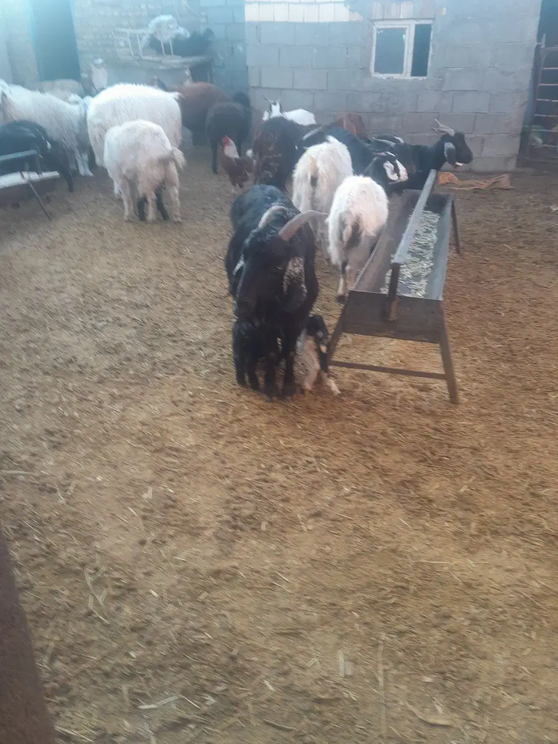 بزغاله|حیوانات مزرعه|بجستان, |دیوار