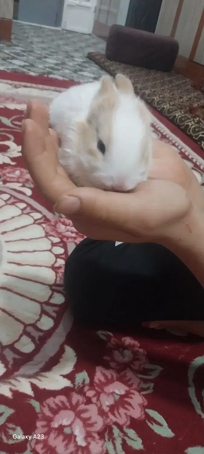 دوعددخرگوش پشمالو|موش و خرگوش|اهواز, کوی شایسته|دیوار