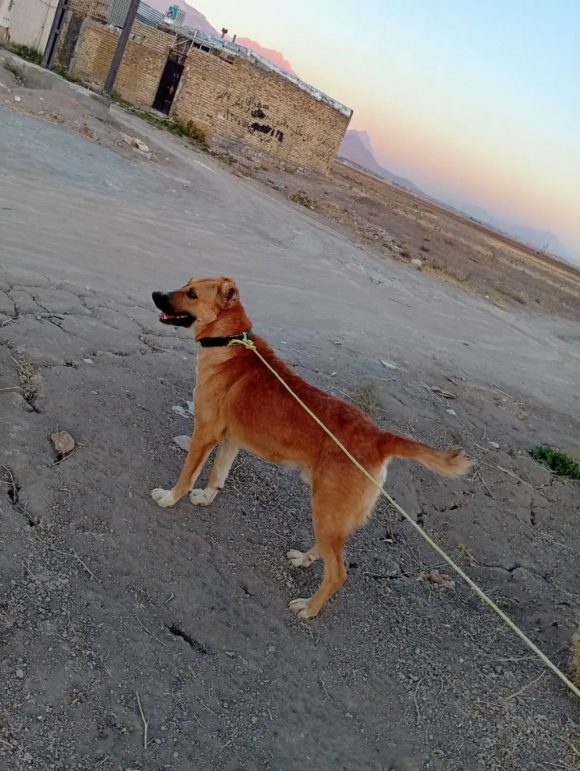 واگذاری|سگ|کرمانشاه, |دیوار