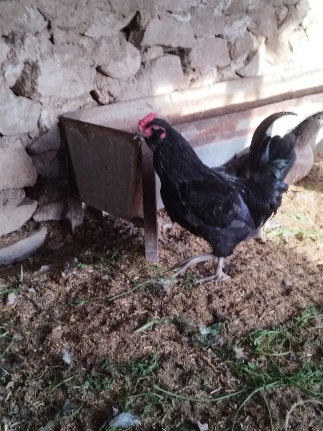 تخم مرغ نطفه دار|حیوانات مزرعه|خورموج, |دیوار