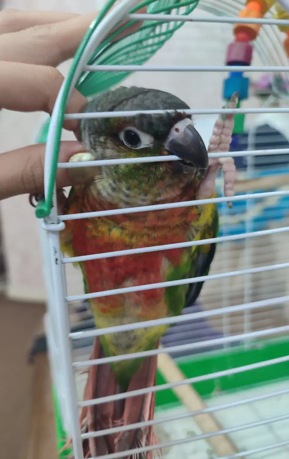 گرینچیک سخنگو|پرنده|زنجان, |دیوار