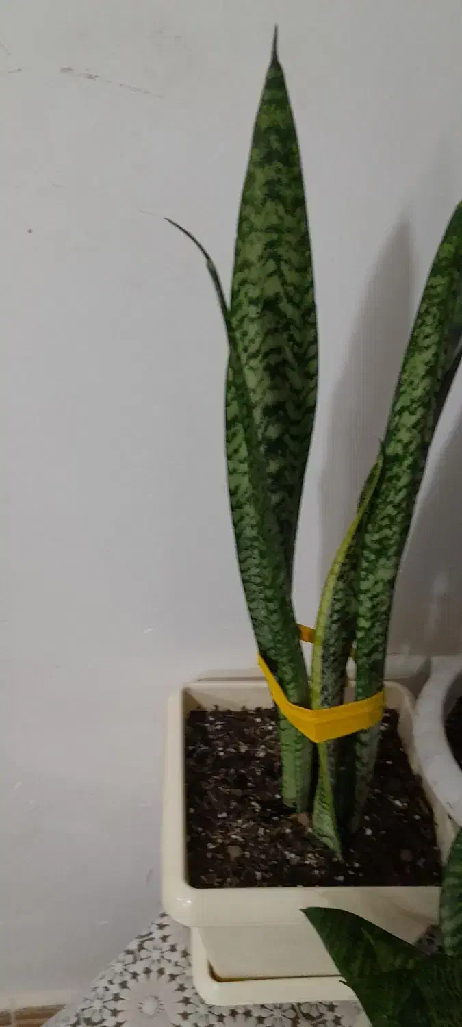 گل سامسوریا|گل و گیاه طبیعی|چاف و چمخاله, |دیوار