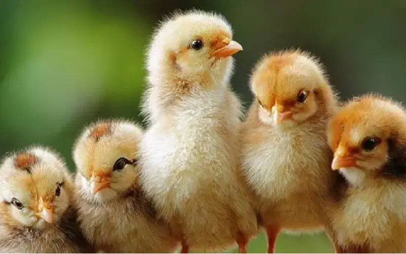 مرغ،خروس|حیوانات مزرعه|صالح آباد, |دیوار