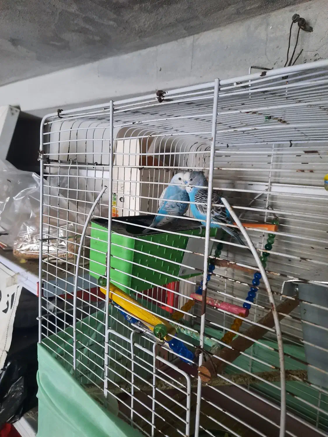 مرغ عشق  یک جفت خوش رنگ وخوش صدا|پرنده|ایزدشهر, |دیوار