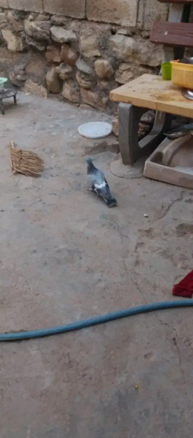 4عدد کبوتر|پرنده|مسجد سلیمان, |دیوار