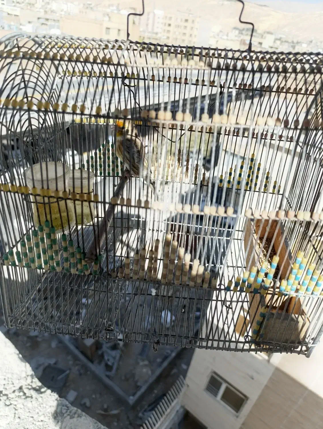 سهره قناری مست مست معاوضه|پرنده|شیراز, طلاب|دیوار