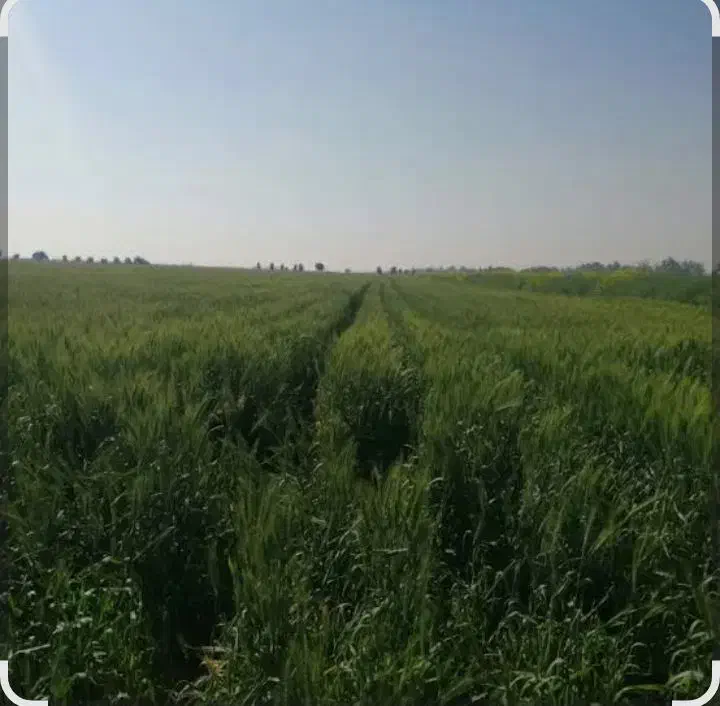 زمین کشاورزی|اجارهٔ دفتر صنعتی، کشاورزی، تجاری|دهلران, |دیوار