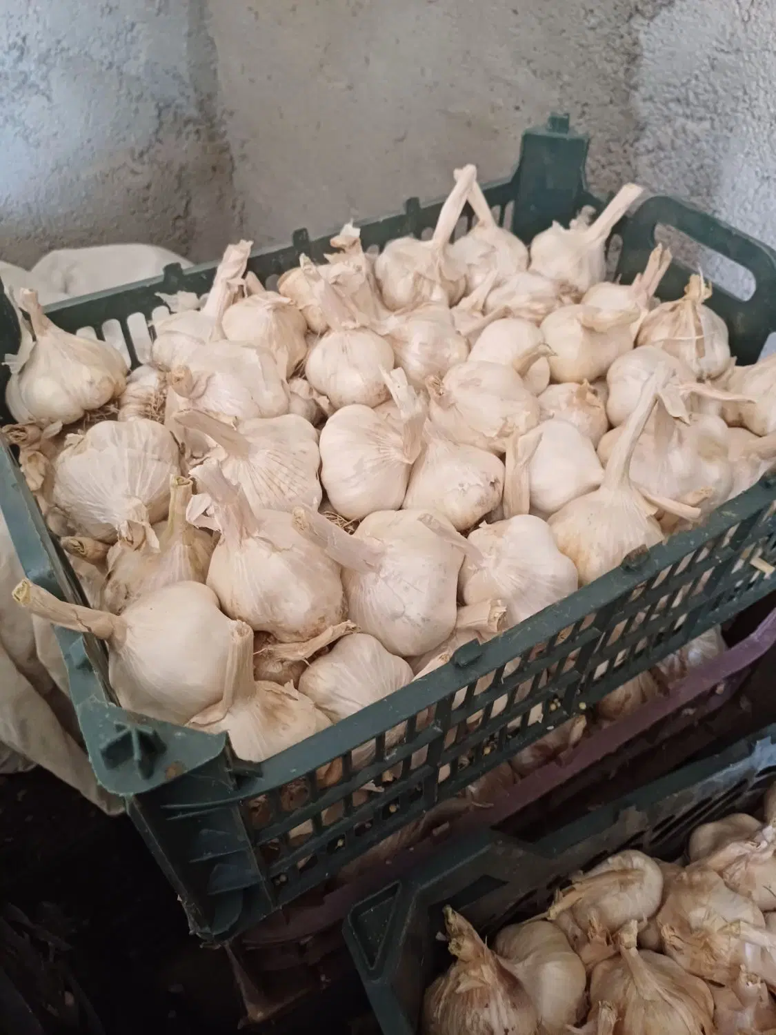 سیر|خوردنی و آشامیدنی|بیلوار, |دیوار
