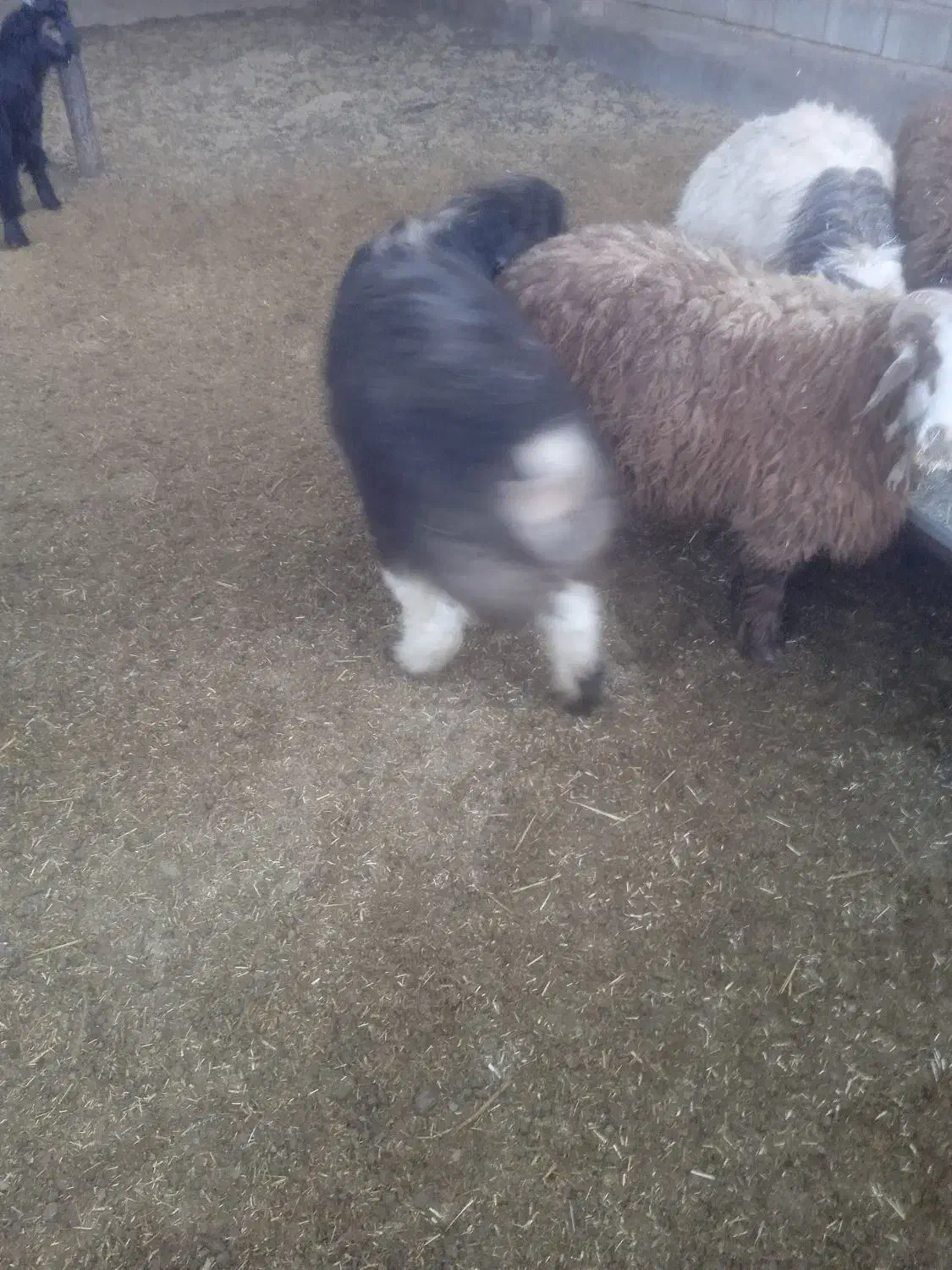 فروش بره نر|حیوانات مزرعه|جرقویه, |دیوار