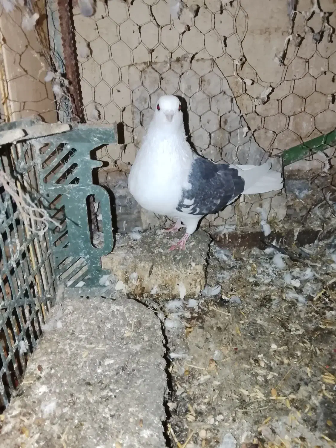 پوشداره زردوساه|حراج|میانه, |دیوار