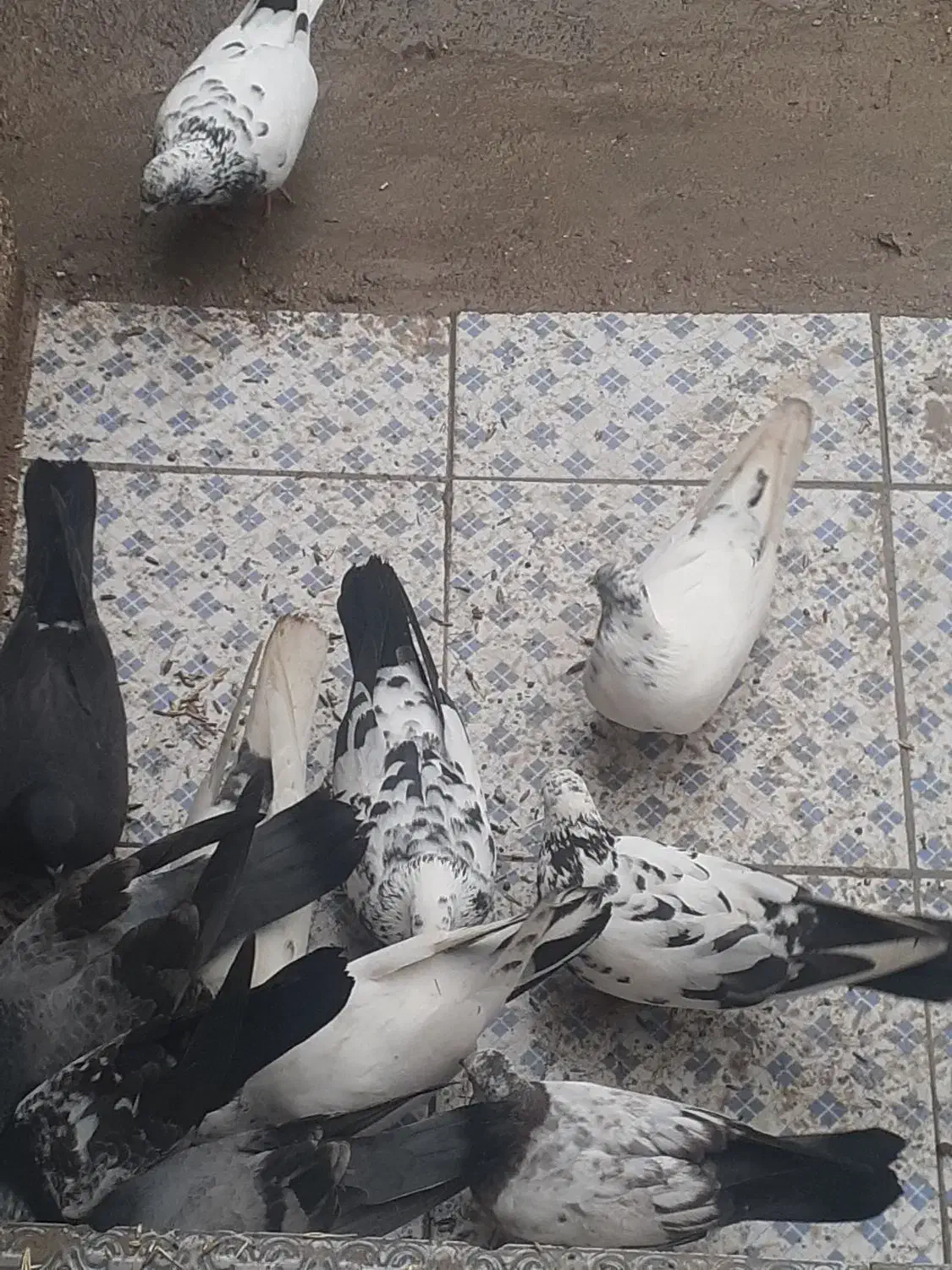 کبوتر|پرنده|شادگان, |دیوار