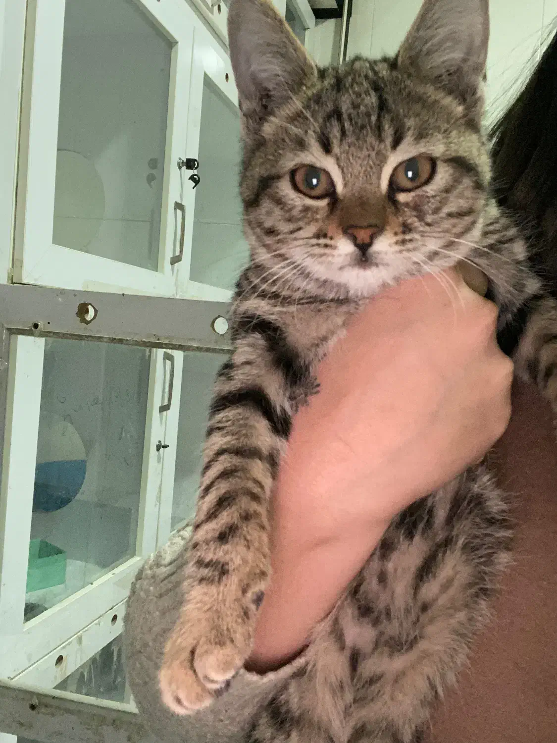 واگذاری گربه نر ۲ماهه|گربه|شیراز, دینکان|دیوار