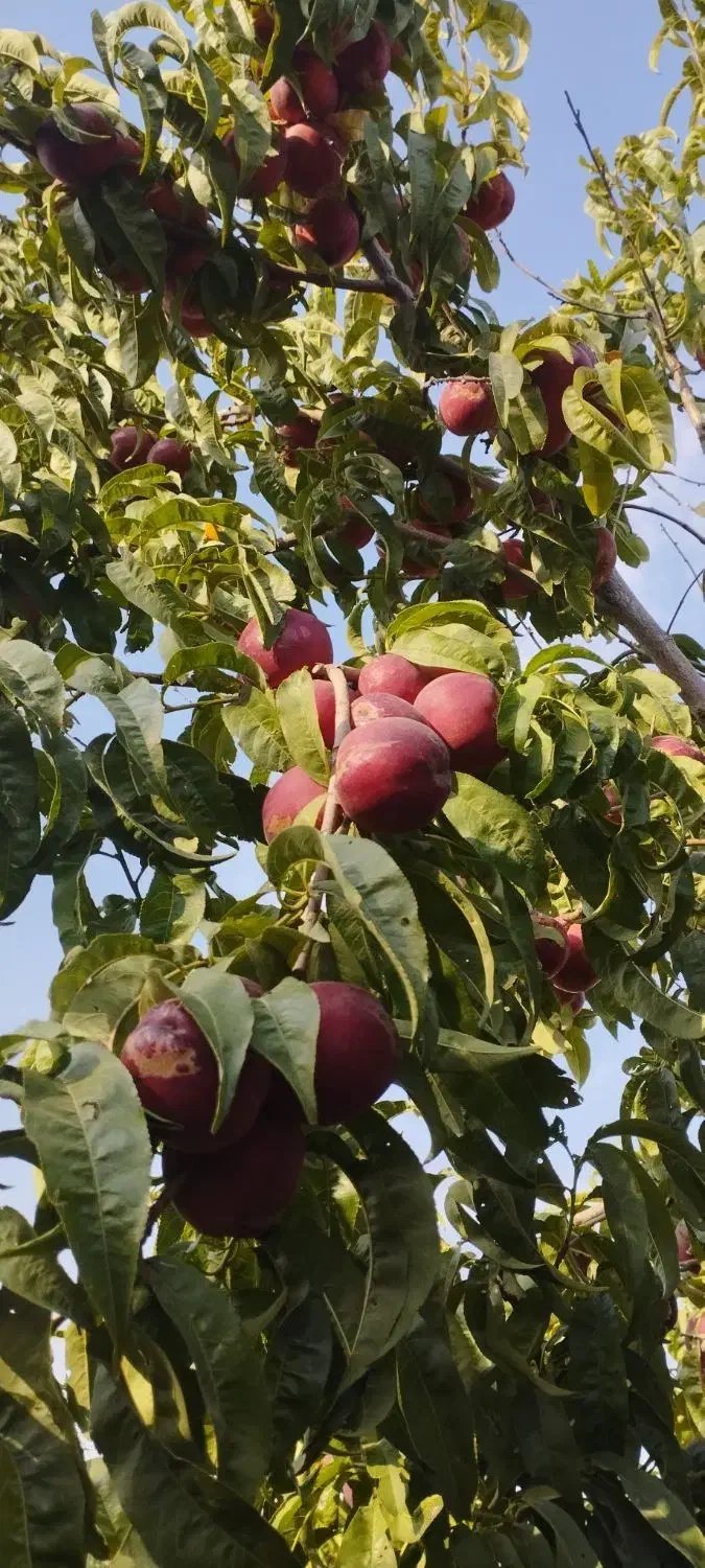 فروش قطعات ۵۰۰متری در منطقه خوش آب و هوا|فروش زمین و ملک کلنگی|چناران, |دیوار