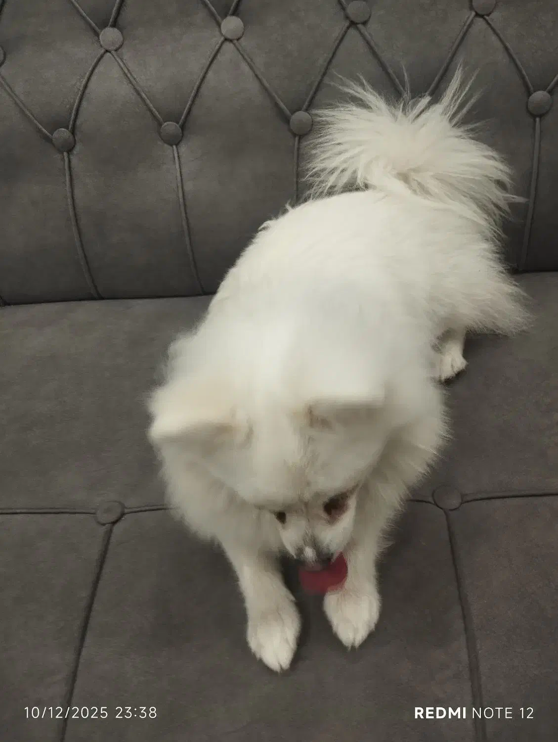 سگ خانگی|سگ|کاشان, راوند|دیوار