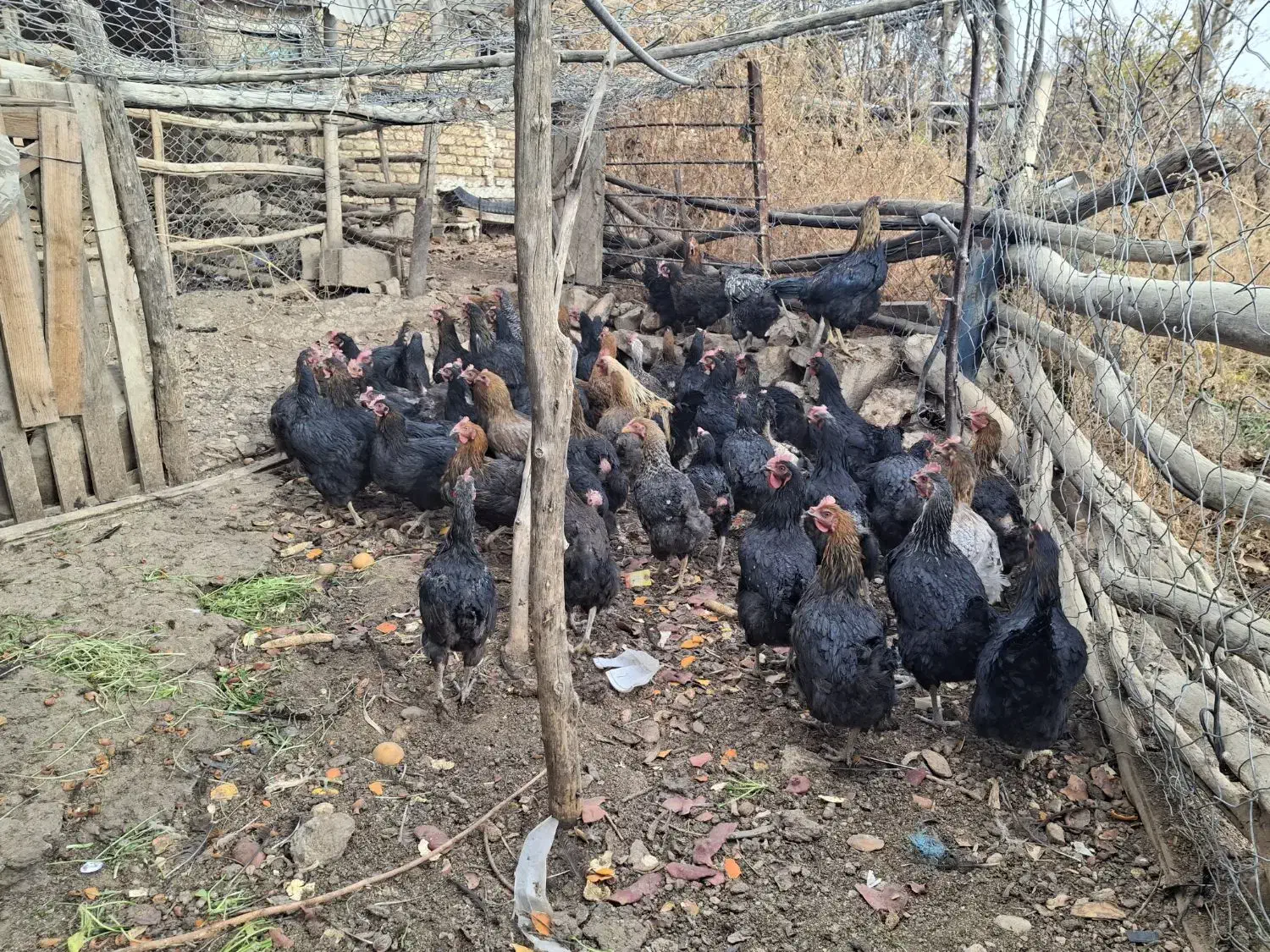 فروش حدود۵۵مرغ سالم وتخم گزار|حیوانات مزرعه|شهمیرزاد, |دیوار